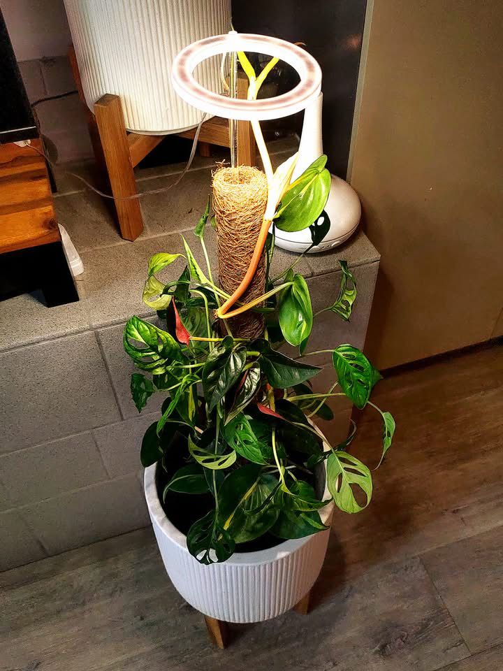 Indoor Gardening